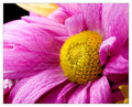 Day 8  ~ Flower Again ~