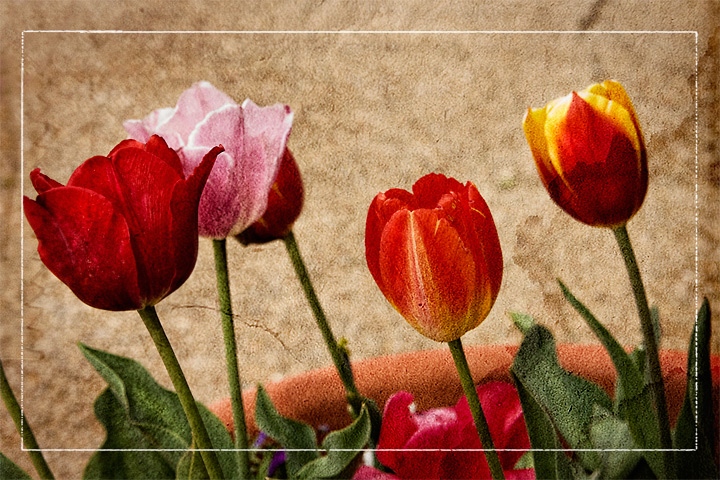 Tulips