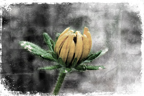 Flower-Experimentation.jpg