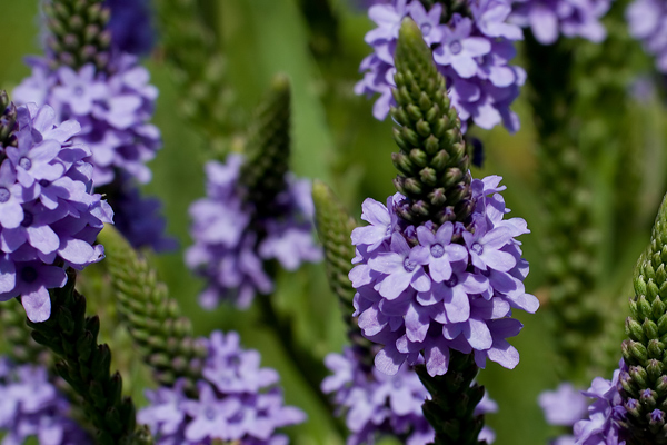 garden-purple