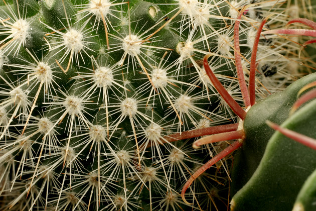 Macro Day 4