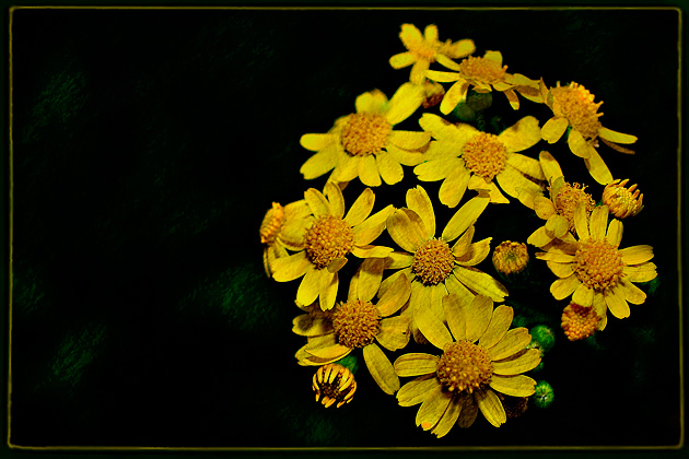 Bouquet of Yellow Flowers