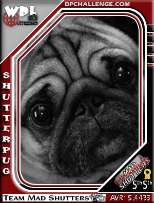 ShutterPug
