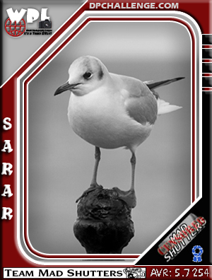 SaraR