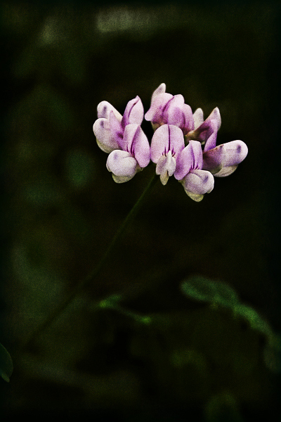 Floral Day 15b