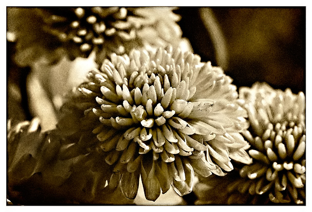 Floral Day 17