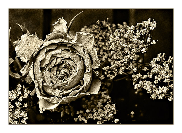 Floral Day 25