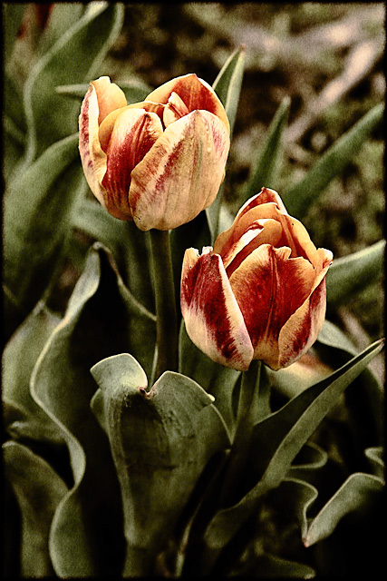 Floral Day 28
