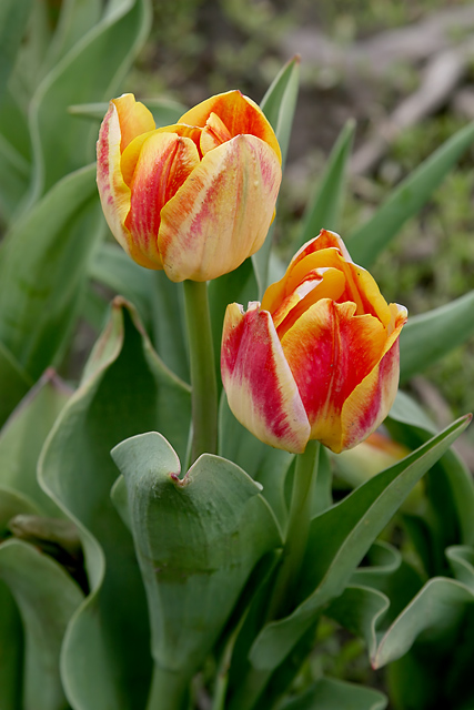 Floral Day 28b