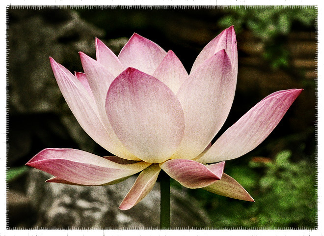 Floral Day 31
