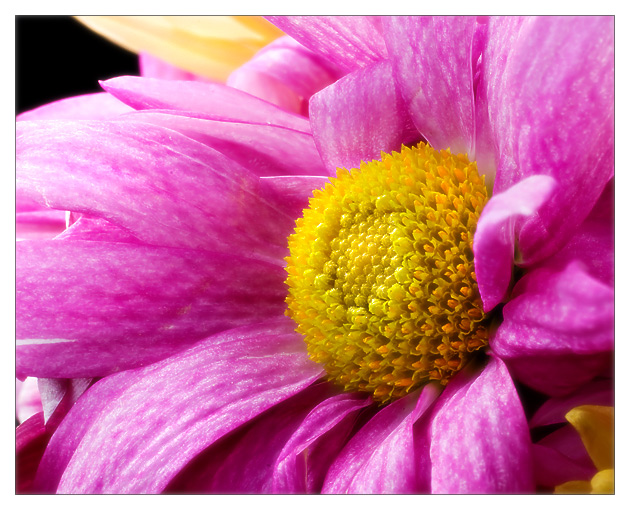 Day 8  ~ Flower Again ~