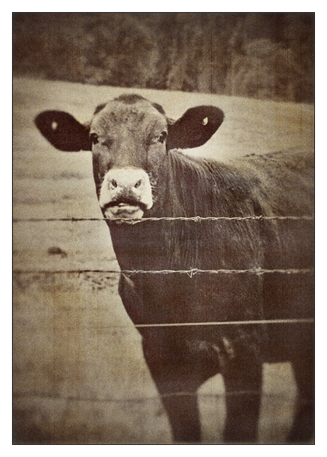 Mooo  