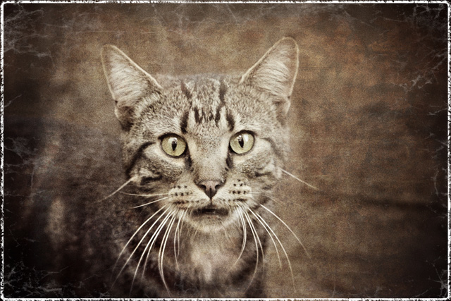 Meow!