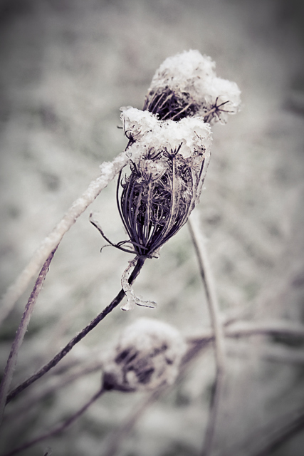 A Bit of Snow