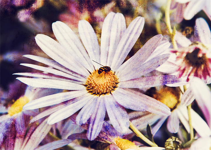 bee