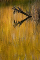 Autumn Impressionist 