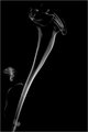 Lily - Zantedeschia or only smoke?