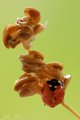 Coccinella septempunctata Linnaeus, 1758