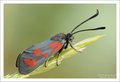 Zygaena