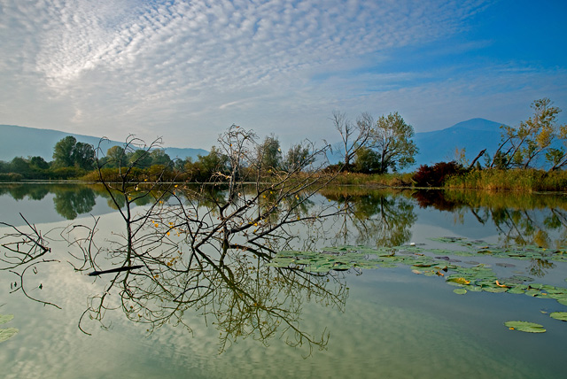 Reflections