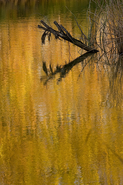 Autumn Impressionist 