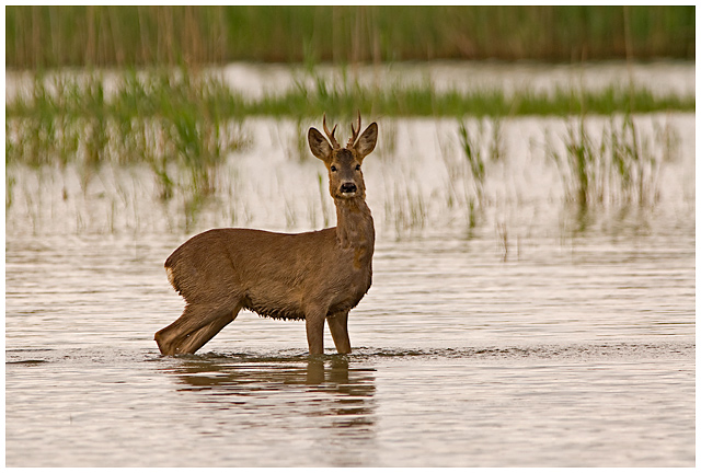 Roe Deer