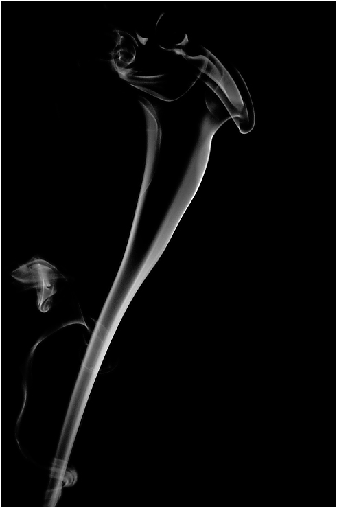 Lily - Zantedeschia or only smoke?