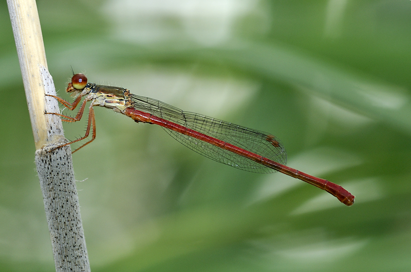 Zygoptera 