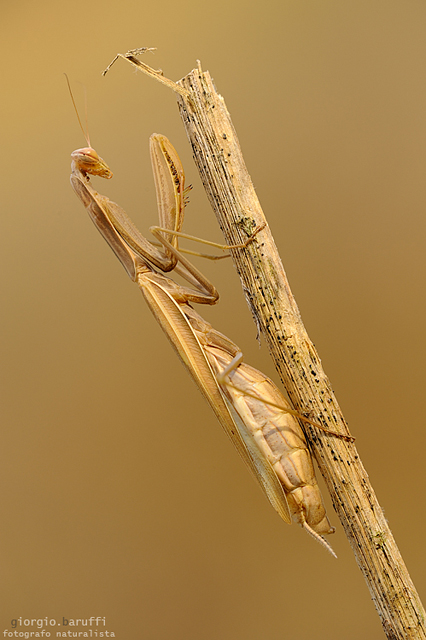 Monochrome praying mantis
