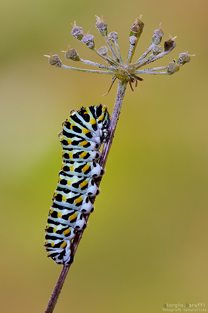 Caterpillar - Papilio Machaon