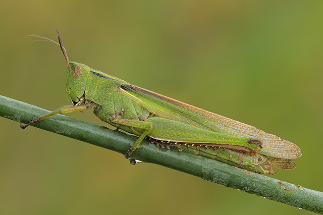 Grasshopper