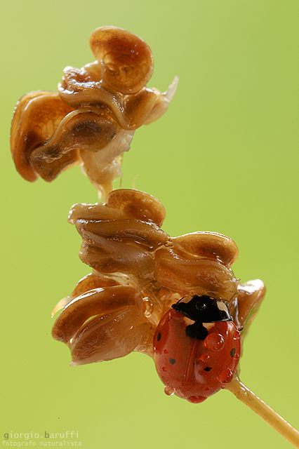 Coccinella septempunctata Linnaeus, 1758