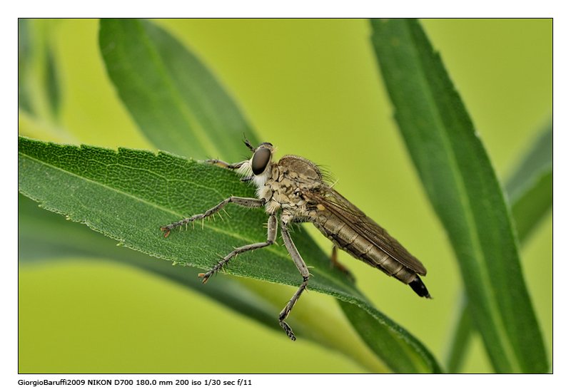 Robber fly (killer!)