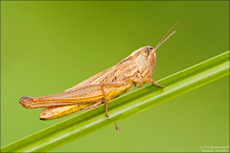 Little grasshopper
