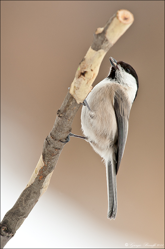 parus ater - coal tit