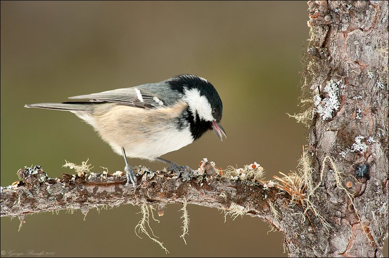 Parus montanus - Willow Tit