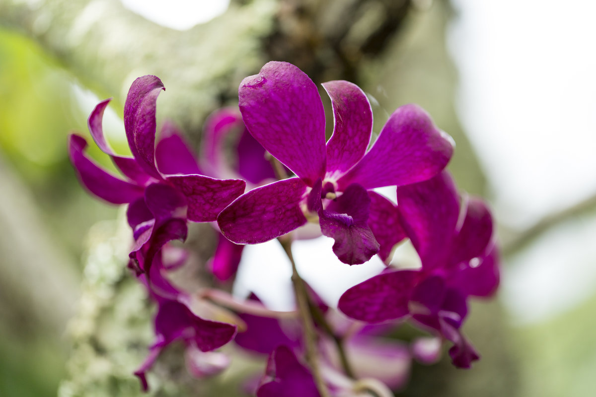 IMG_2024_Maui_Flower