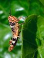 Grasshopper
