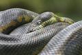 Sleeping Python