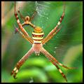 Spiders