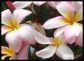Frangipanis