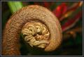 Curled Fern