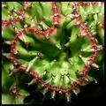 Succulent