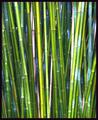 Bamboo