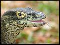 Monitor Lizard