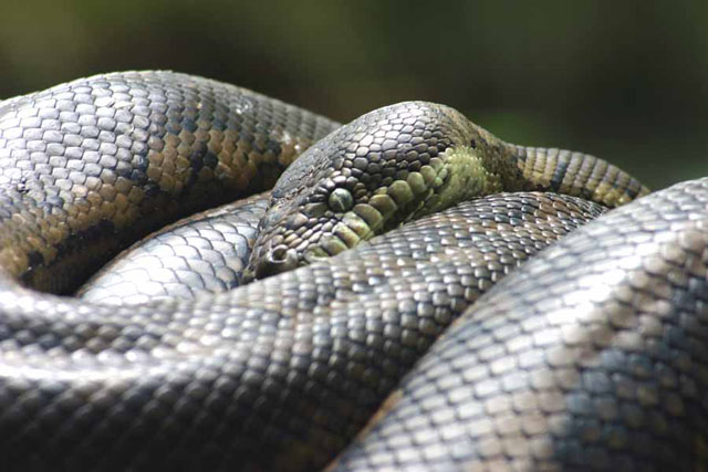 snake01.jpg