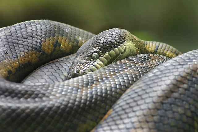 Sleeping Python
