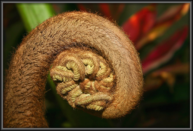 Curled Fern
