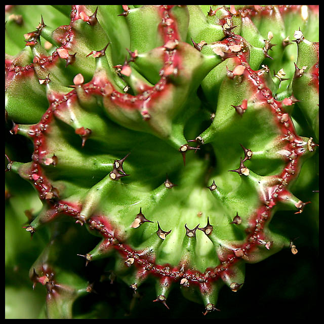 Succulent