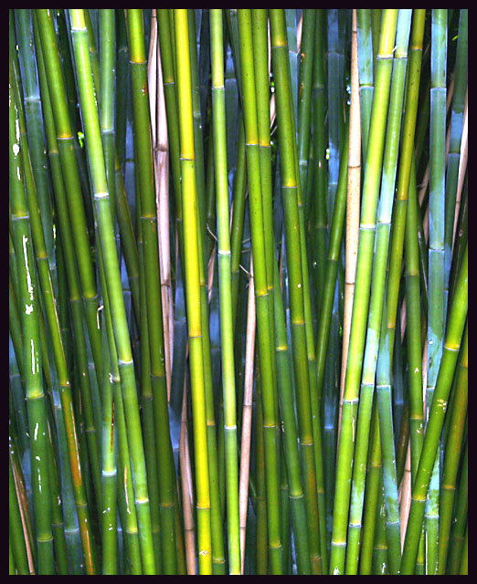 Bamboo